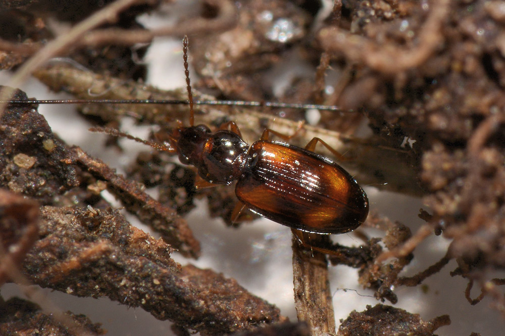 Carabidae:  Paratachys sp.?  No, Tachyura sp.